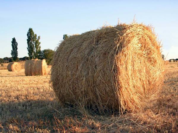 Alpaca, es de las modernas, pero vale