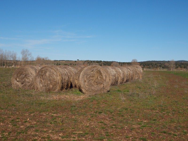 Alpacas esperando a ser comidas