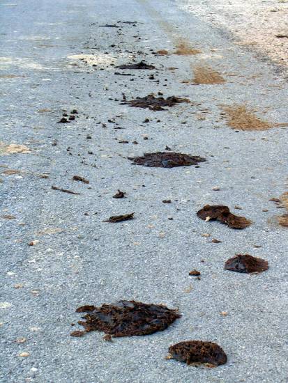 Esto si que es típico, por lo menos hace unos años,<br><b>sí, una caca de vaca</b>