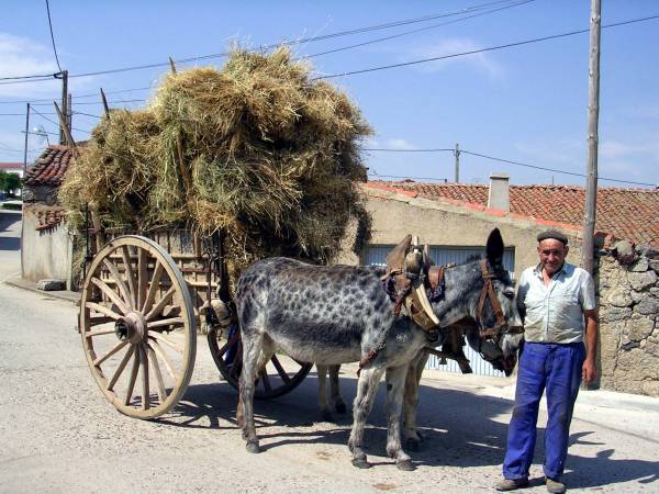 El transporte del heno