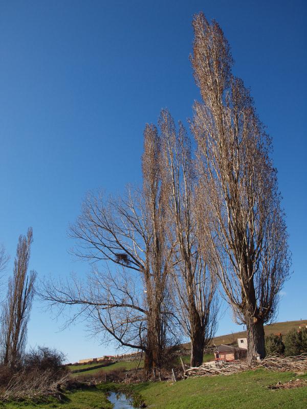 Chopos en el camino a los lavaderos