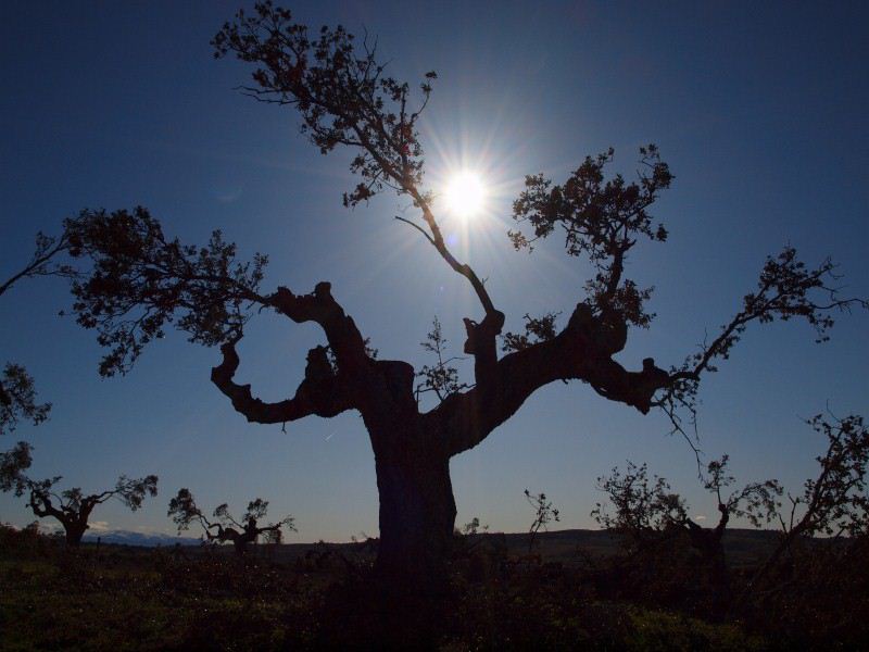 Encina después de la poda