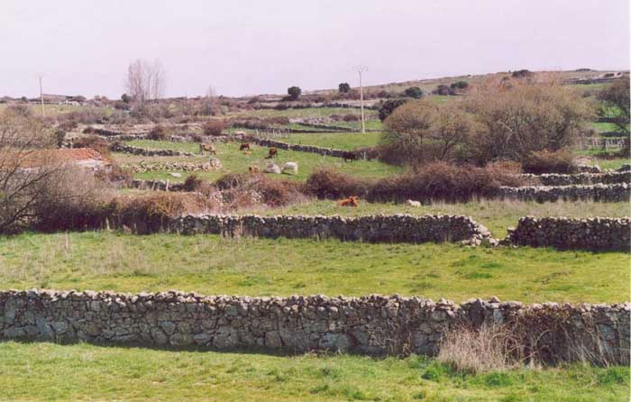 Las enterrenes desde el puente