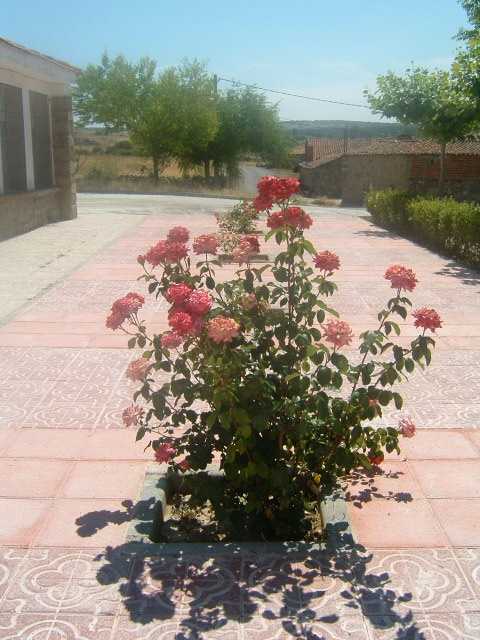 Rosal de la rosaleda